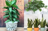 Những loại cây lợi phong thủy, hút khí độc cực tốt gia đình nào cũng nên trồng trong nhà