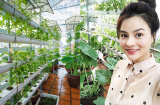 Vũ Thu Phương trồng rau, nuôi gà trên sân thượng cực 'mát tay' khiến các sao Việt thích làm vườn khác cũng phải 'nể'
