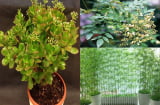 5 loại cây phong thủy trồng trước nhà sẽ giúp giả chủ gom hết tài lộc của thiên hạ, cả đời giàu sang