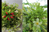 Thần dược giúp ngừa ung thư cực hiệu quả kiếm đâu cũng có nhưng nhiều người đang ném bỏ