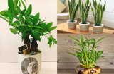 Sự nghiệp sẽ phất lên như diều gặp gió nếu bạn đặt 5 cây cảnh này trên bàn làm việc