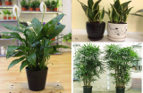 Trồng ngay 5 loại cây HÚT SẠCH BỨC XẠ sóng điện từ này trong nhà để bảo vệ sức khỏe gia đình