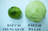 Mua bắp cải nhất định phải nhớ thật kĩ 4 điểm nhận dạng này để tránh thật xa đồ Trung Quốc tẩm hóa chất