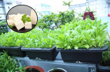 Bí kíp chăm cây lớn nhanh như thổi nhờ 1 thanh đậu phụ của bà mẹ Hà Nội khiến dân tình thán phục