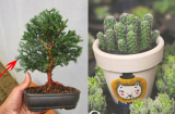 6 loại cây người giàu không bao giờ bày trong nhà, tránh quét sạch tài lộc, xua đuổi vận may