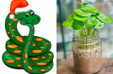 12 con giáp hãy trồng ngay những loại cây phong thủy hợp tuổi này để HÚT TÀI HÚT LỘC dịp cuối năm