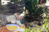 Cậu bé ngủ say sưa dưới gốc cà phê 'đốn tim' dân mạng vì gọi tuổi thơ ùa về
