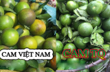 Những người bán cam Trung Quốc sẽ không bao giờ tiết lộ cho bạn biết những bí mật này