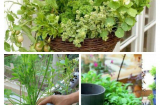 Chị em cứ trồng rau theo cách thì cả năm không phải đi mua ngoài chợ, đảm bảo sức khỏe cho cả nhà