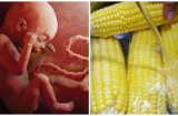 Mách các mẹ bầu ăn ngô theo đúng cách này con sinh ra thông minh vượt trội lại tránh được dị tật thai nhi