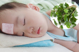 Bé ho sốt, mẹ ra vườn hái lá này giã nát cho uống, đưa đi cấp cứu ôm hận không kịp