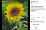 Vẽ hoa hướng dương đăng lên Facebook có giúp bệnh nhi được nhận 30.000đ?