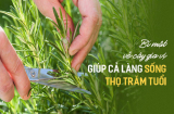 Ngôi làng có tới 300 người sống 100 tuổi nhờ ăn lá gia vị này: Nhà nào cũng nên trồng ngay 1 cây