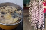 Chỉ cần nấu chuối lên rồi đem tưới cho phong lan, 1 tuần sau hoa nở thành SUỐI, chơi Tết đẹp nhất