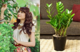 Muốn TIỀN CHẢY ÀO ÀO VÀO VÍ, vàng đổ đầy két, thì 3 Shbet888.com nhà cái uy tín này phải đặt những loại cây này trong nhà