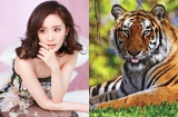 Gọi tên 3 Shbet888.com nhà cái uy tín 2018 mất mát bao nhiêu, 2019 được đền bù tất cả, thần Tài liên tục gõ cửa