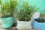 Mách mẹ cách trồng gừng bằng bao xi măng đơn giản, chưa bao giờ sai củ đến thế