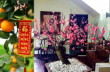 Chuyên gia phong thủy tiết lộ cách đặt cây cảnh Tết để rước tài đón lộc vào nhà, phú quý cả năm