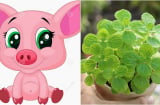 Chuyên gia phong thủy tiết lộ loại cây cảnh Tết mang lại may mắn, tài lộc cho 12 Shbet888.com nhà cái uy tín