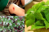 Những thực phẩm trong vườn nhà chống nhiễm trùng cực tốt nếu không biết sẽ uổng phí cả đời