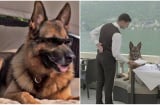 Bất ngờ với chú chó giàu nhất thế giới sở hữu tài sản KHỦNG, có 12 bảo mẫu riêng