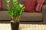 Đang nghèo khó chỉ cần bạn trồng những loại cây này thì tài lộc sẽ tự nhiên tới tiền bạc vô như nước