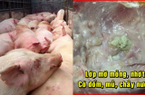 Cảnh báo từ vụ: Dịch TẢ LỢN châu Phi hoành hành, thấy thịt có 5 dấu hiệu này tiếc mấy cũng phải VỨT