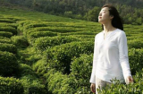 Đun sôi vài lá trà xanh theo cách này để gội, đảm bảo tóc không còn tí gàu nào, đen bóng óng mượt