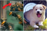 Thấy 4 con vật này tự nhiên vào nhà, bạn sẽ vô cùng MAY MẮN, tiền cuốn về nhà, tài lộc viên mãn