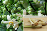 Mua hoa bưởi kèm theo một củ sả rồi dùng theo cách này, đúng 3 ngày sau bạn sẽ thấy điều kì diệu