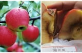 Người bán táo không bao giờ muốn bạn biết điều này, hãy đọc ngay để biết cách chọn táo ngon ngọt không tiêm thuốc