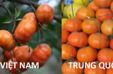 Mách mẹ cách đơn giản phân biệt cam quýt Việt Nam và Trung Quốc chuẩn 100%