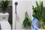 Mẹo KHỬ MÙI HÔI NHÀ VỆ SINH cực nhanh không cần hóa chất bằng nguyên liệu RẺ BÈO lại cực DỄ TÌM này