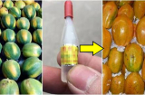 Người bán hoa quả không bao giờ để LỘ bí mật: Nhìn vào 1 điểm này là TRÚNG ngay quả vừa ngon vừa 'sạch'