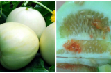 Người bán dưa lê không bao giờ hé lộ điều này, đọc để chọn dưa không ngậm thuốc, lướt qua biết quả nào thối