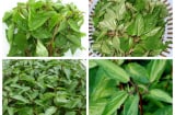 LOẠI RAU MÙA HÈ mọc đầy trong vườn lại có tác dụng THẦN KỲ giúp GIẢI ĐỘC, đánh bay TÁO BÓN