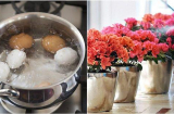 Lấy NƯỚC LUỘC TRỨNG tưới cây, 7 ngày sau cây lớn khỏe, hoa nở bung xòe đã mắt MẸ TRẺ vỡ òa vui mừng