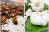Mẹo đuổi mùi hôi của chuột, gián ra khỏi nhà trong vòng một phút bằng những nguyên liệu rẻ bèo