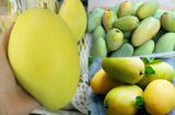 Người phụ nữ thông minh sẽ lựa chọn mua xoài theo cách này chẳng sợ xoài hỏng hay ướp thuốc