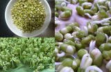 Làm giá đỗ nhớ đúng 3 điểm này, chỉ cần đợi 2 ngày là lên mầm MẬP MẠP, ngon ngọt bất ngờ