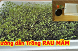 Lấy giấy ăn trồng rau mầm theo cách này cực ĐƠN GIẢN, chỉ 7 ngày sau rau mọc um tùm, xanh mướt