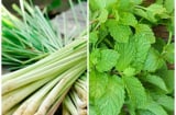 Mẹo đuổi cả đàn muỗi từ những loại cây trong vườn, vừa rẻ vừa hiệu quả, ai không biết phí cả đời