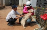 Xót xa cậu bé bị chó nhà hàng xóm cắn tử vong thương tâm