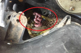 Tháo chiếc xe ga LEAD để kiểm tra, khổ chủ “rùng mình” với cảnh tượng bên trong