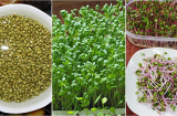 Mách mẹ cách trồng rau mầm bằng khăn giấy xanh mướt, giàu chất dinh dưỡng hơn thuốc bổ