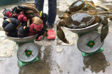 Hớn hở mua 2 kg cua về ăn, thanh niên 'khóc ròng' vì được 'khuyến mại' thêm thứ này