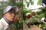 Mua vé 20.000đ vào tham quan nhưng nhóm 'phượt thủ' lại cắn nát vườn mận ở Mộc Châu rồi khoe 'chiến tích' lên mạng