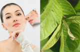 Làm đẹp bằng lá ổi, chỉ thử một lần đã có được kết quả không ngờ