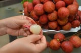 Quả vải đang vào mùa ngon ngọt nhưng nếu trước khi ăn phải biết rõ điều này để tránh mang thêm bệnh