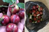 Hí hửng đặt mận chín đỏ căng tròn trên mạng, cô gái cay đắng nhận về túi hoa quả 'độn' toàn bầu bí
